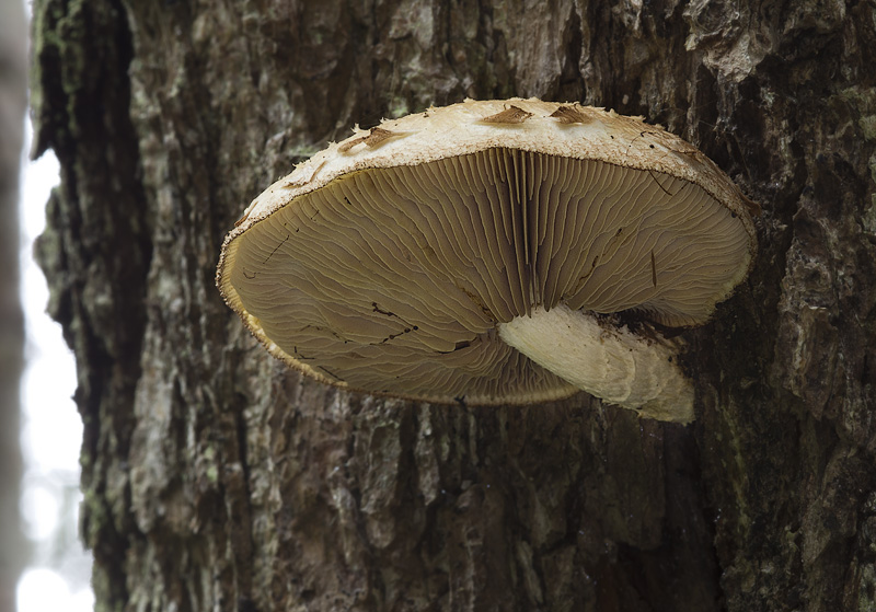 Hemipholiota heteroclita